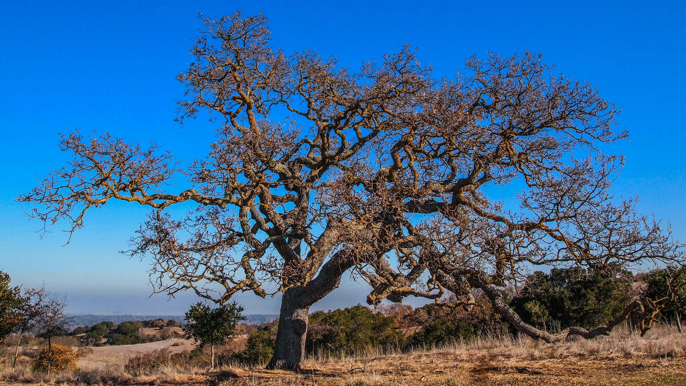 A lone oak on golden grass in the Stanford foothills