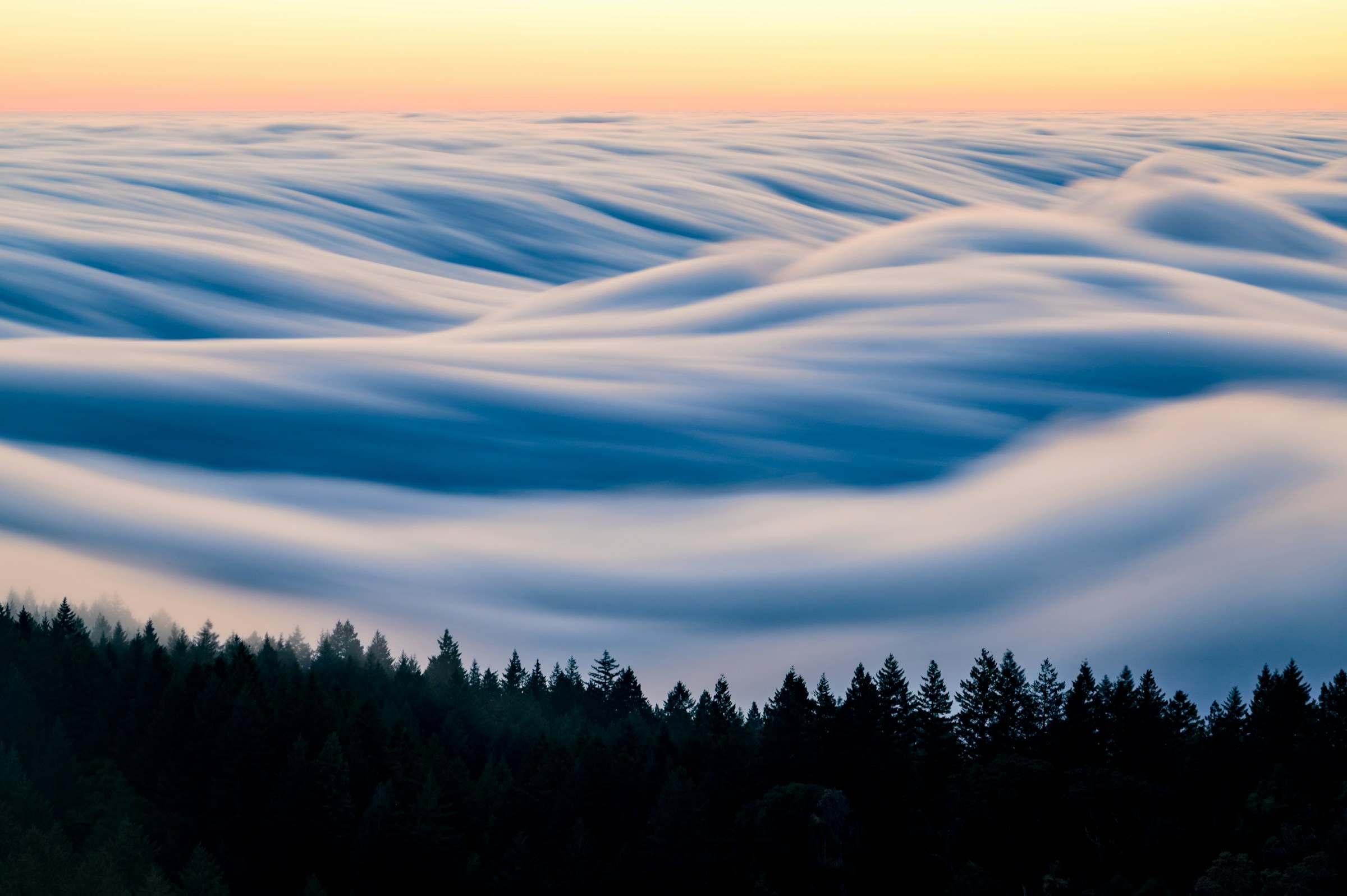 Fog flowing over a forested Bay Area ridge at blue hour