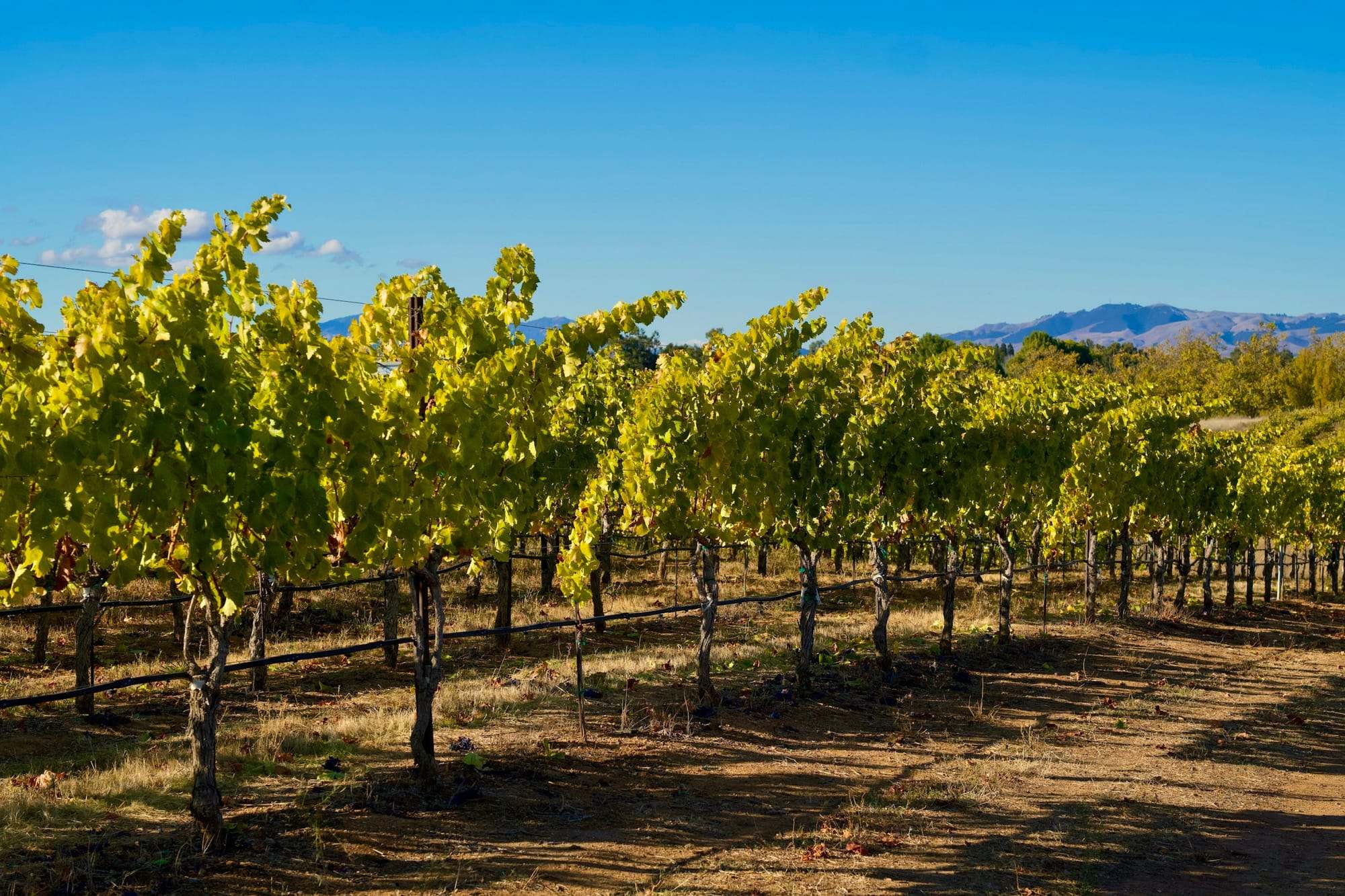 Vineyard rows under a clear blue sky